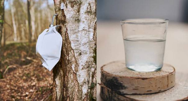 Cure sève de bouleau